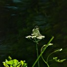 Butterfly over the water